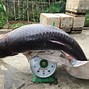 Fishing Con Trắm Đen Này Cũng Phải 7Kg Đấy