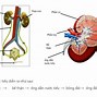 Nước Tiểu Tiết Ra Từ Đâu